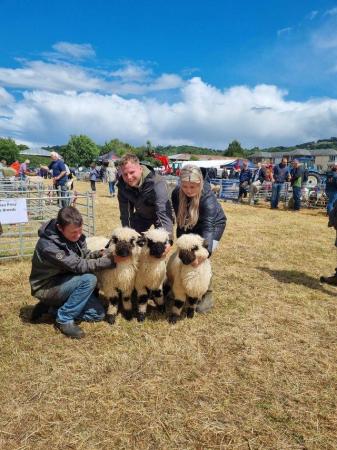 Image 3 of Cute Valais Blacknose Ewe Lambs