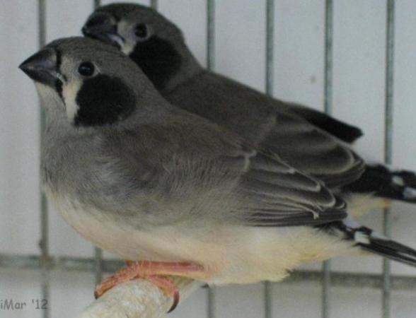 Image 3 of 12 weeks  old black faced  zebra finches