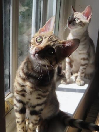Image 6 of TICA Bombproof Family Bengal Kittens Ready Now