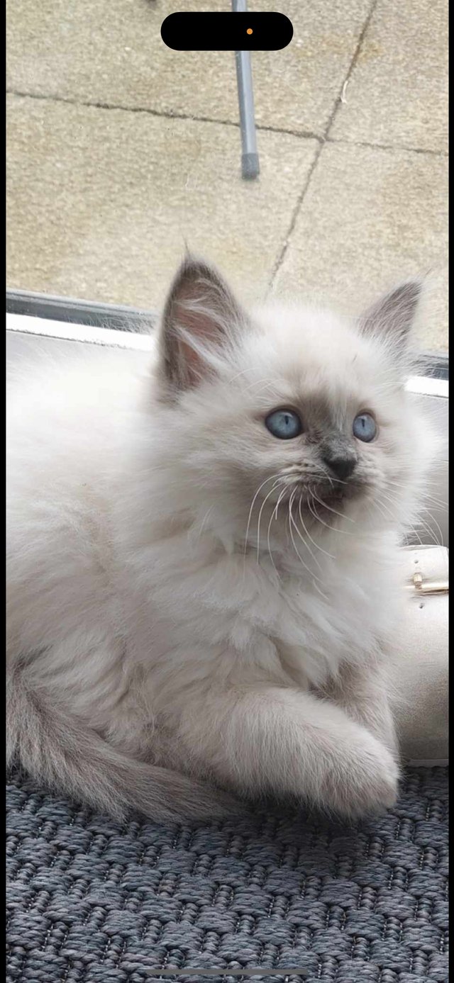 Preview of the first image of Ragdoll kittens 1 boy left.