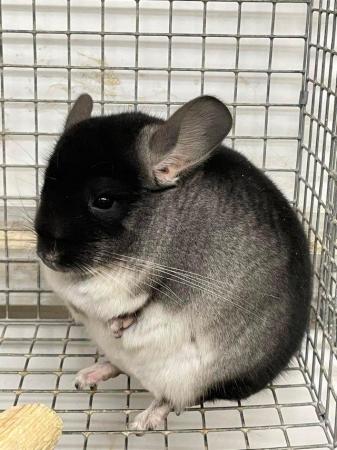 Image 12 of Chinchillas for sale in Staffordshire