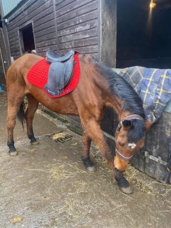 Image 2 of Brood mare Lady for sale