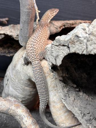 Image 2 of Female Ackie monitor for sale