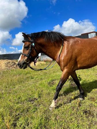 Image 30 of 10-13hh Lead Rein, Ridden Mare, Projects, Pets, Cobs, Welsh.