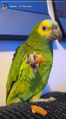 Image 4 of 2 Parrots for Sale.Hand reared.Blue fronted Amazons.