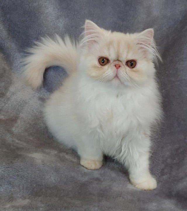 Preview of the first image of Super purry male Persian kitten looking for a lovely home.