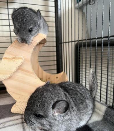 Image 5 of 12 week old Chinchilla for sale
