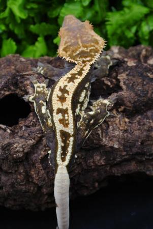 Image 3 of Black based imported Harlequin crested gecko male