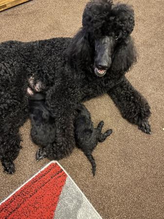 Image 1 of gorgeous show quality standard poodle puppies