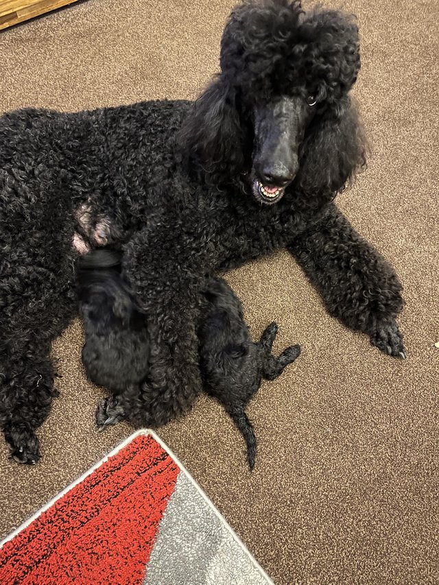 Preview of the first image of gorgeous show quality standard poodle puppies.
