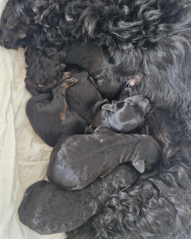 Preview of the first image of Adorable cockapoo Puppies Ready for Loving Forever Homes.