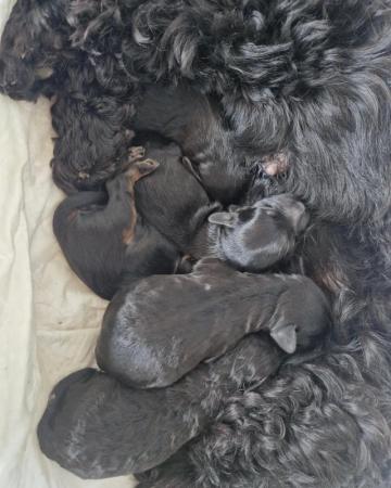 Image 1 of Adorable cockapoo Puppies Ready for Loving Forever Homes