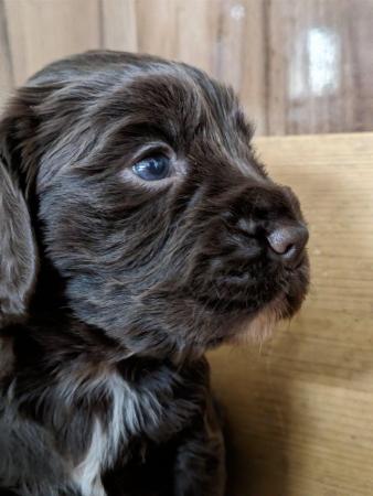 Image 5 of Working Cocker Spaniel Puppies for Sale