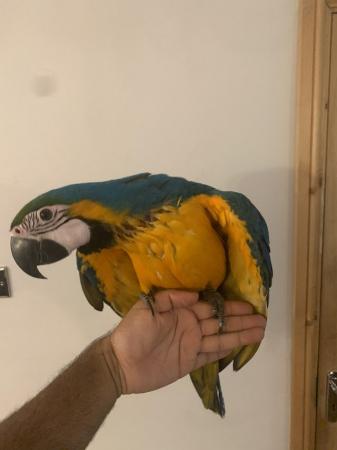 Image 6 of Baby HandReared Silly Tame Cuddly Blue & Gold Macaw