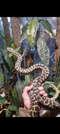 Image 3 of Zebra Jungle carpet python female