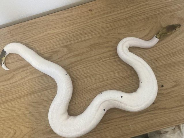 Preview of the first image of Adult Male Black Pewter Blast Piebald Royal/Ball Python.