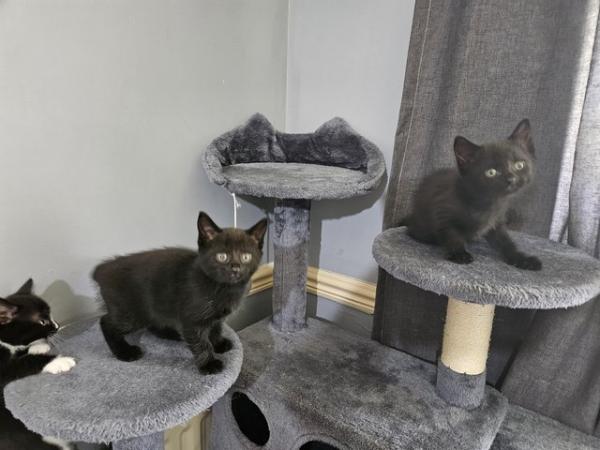 Image 2 of 4 Female Kittens For Sale