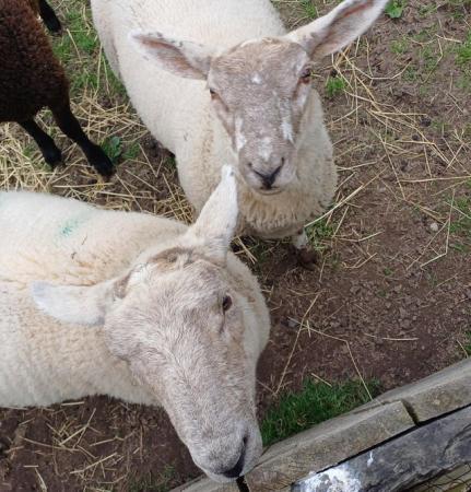 Image 1 of Texel x Suffolk Lambs - Born January