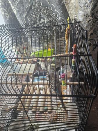 Image 3 of Budgie and a cage for sale.