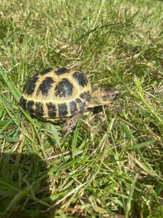 Image 4 of Horse field tortoise with set up