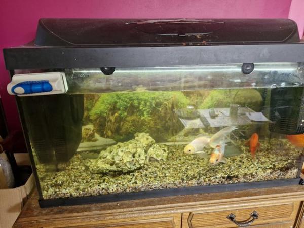 Image 1 of Gold fish and tank. Need new home .