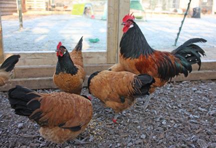 Image 1 of Pure breed Vorwerk Hens at point of lay