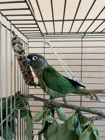 Image 2 of 9 month Old hand reared conure and cage