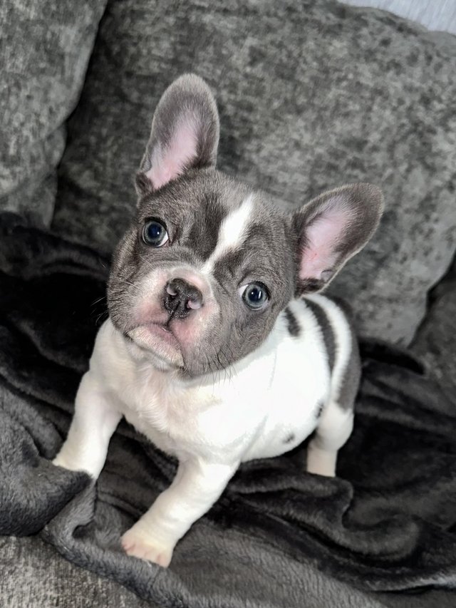 Preview of the first image of french bulldog puppies READY NOW.