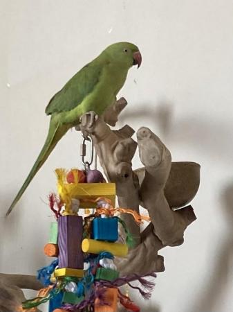 Image 1 of Wanted Indian ringneck companion