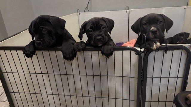 Image 4 of Stunning litter of 5 cane corso puppies