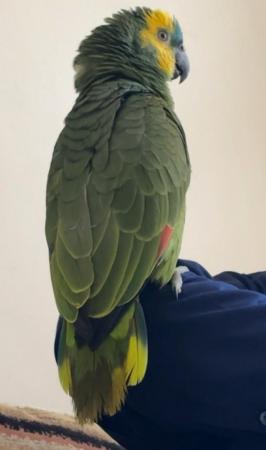 Image 2 of Fully tame and very talkative Amazon parrot