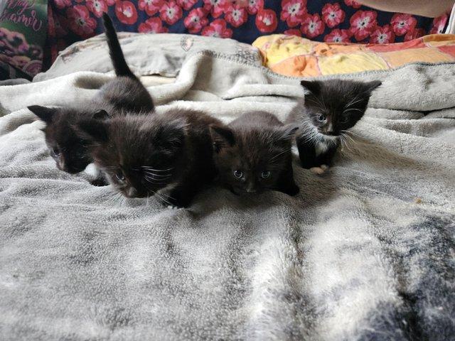 Preview of the first image of Kittens looking for new home.