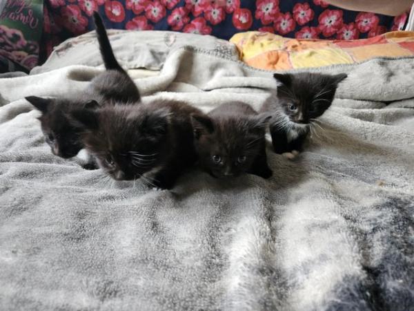 Image 1 of Kittens looking for new home