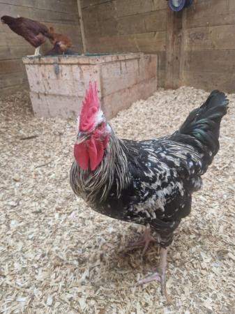 Image 1 of Approx 6 m old cockerel looking for new home