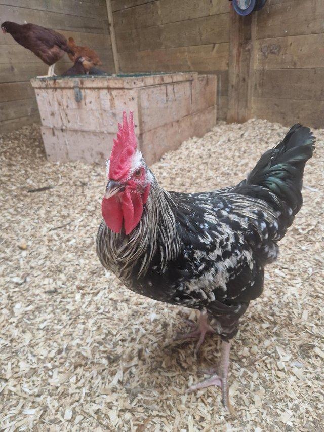 Preview of the first image of Approx 6 m old cockerel looking for new home.