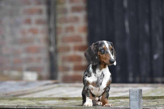 Image 9 of Stunning dachshunds for stud duties