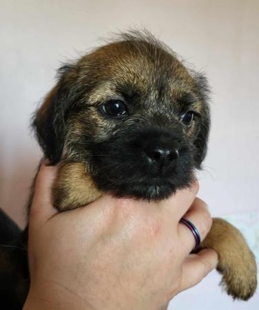Image 11 of READY TO LEAVE KC registered Border Terrier Puppies