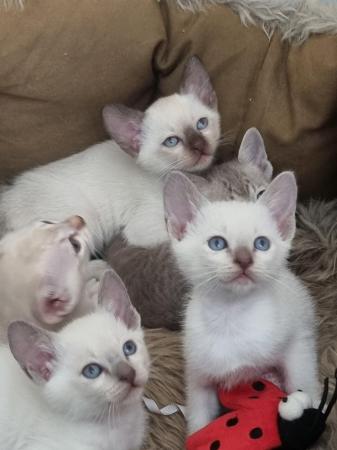 Image 4 of Phabbay Tonkinese kittens