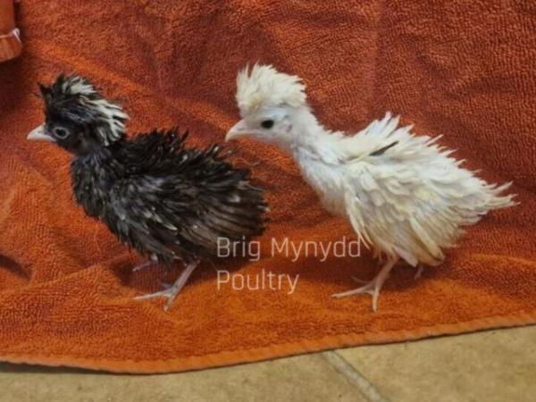 Image 3 of mixed coloured poland chicks