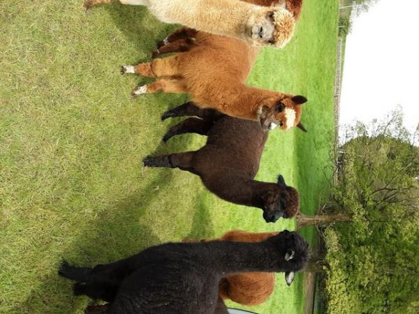 Image 3 of ALPACAS FOR SALE DUE TO OWNER RETIREMENT