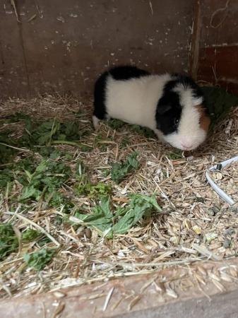 Image 1 of Female guinea pigs for sale