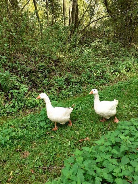 Preview of the first image of Pair Elegant White Embden Geese Waterfowl NOWSOLD.