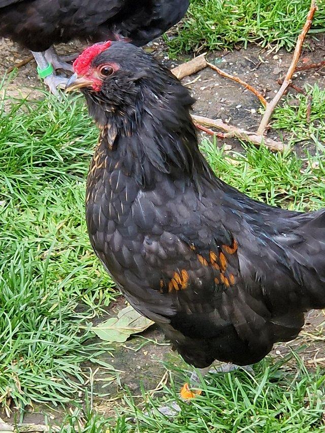 Preview of the first image of Barbu de anvers bantams fab condition £10 pair.