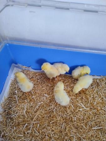 Image 5 of Wheaten Marans Fertile Chicken Hatching Eggs