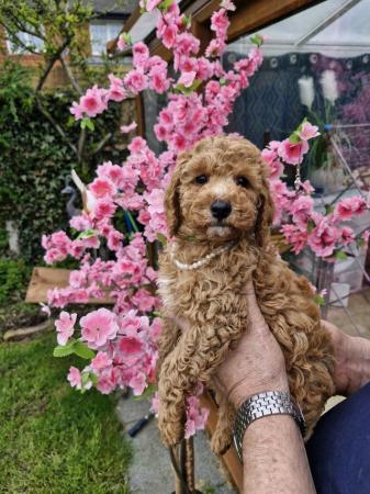 Image 14 of Beautiful Red Poodle Puppies READY THIS WEEKEND.