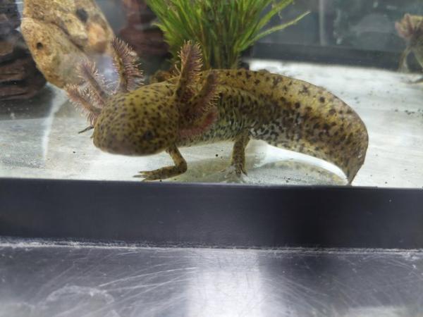 Image 1 of Baby axolotls x4 for sale