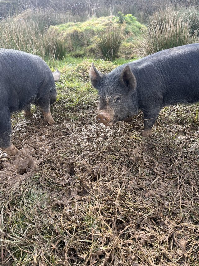Preview of the first image of Pure Berkshire Piglets (good homes only please).