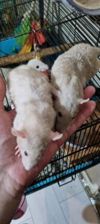 Image 8 of 100% tame baby rats. Guaranteed!!