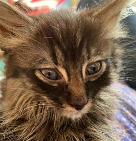 Image 1 of 1 stunning female Maine coonkitten available
