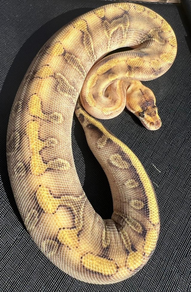 Preview of the first image of Female enchi champagne ball python royal python.
